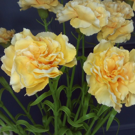 Silk Carnation Yellow 60cm Artificial Flowers
